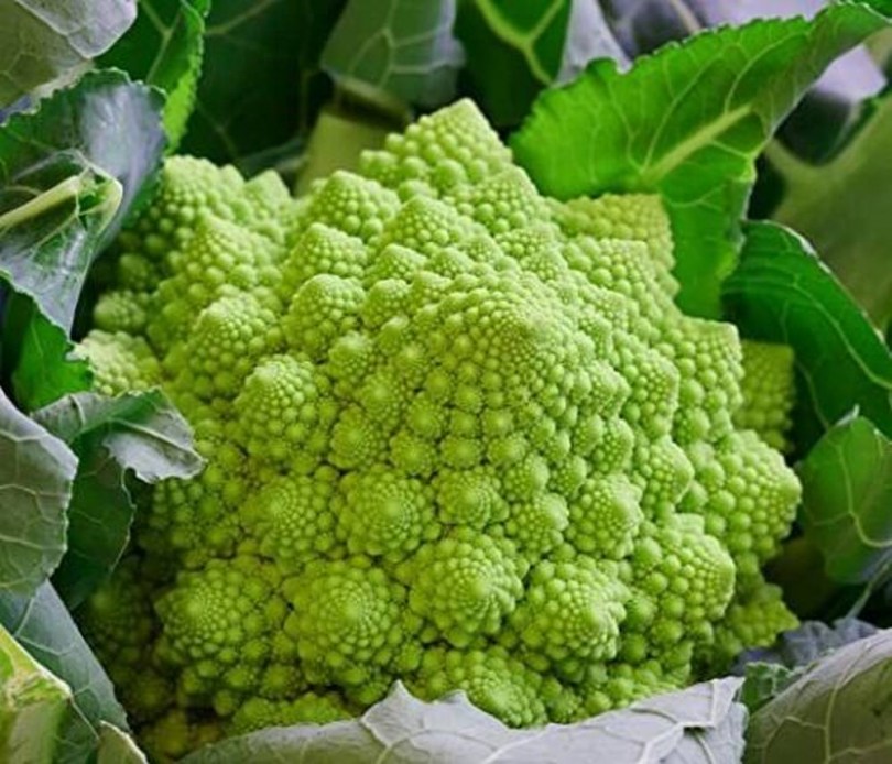 Romanesco Ottobrino karfiol - Különleges káposztafélék az Egzotikus Növények Stúdiója kínálatából